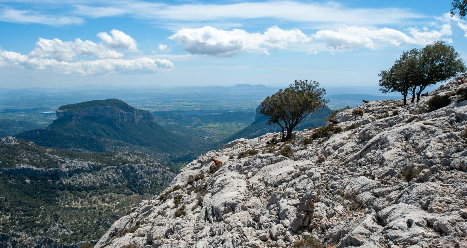 Grüner Baum auf felsigem Berg auf Mallorca unter blauem Himmel bei Tageslicht, fotografiert von Crispin Jones