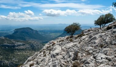 Grüner Baum auf felsigem Berg auf Mallorca unter blauem Himmel bei Tageslicht, fotografiert von Crispin Jones