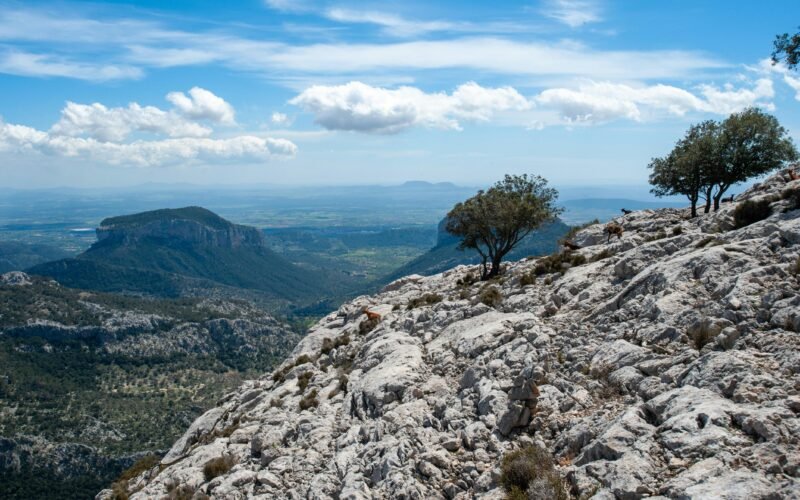 Grüner Baum auf felsigem Berg auf Mallorca unter blauem Himmel bei Tageslicht, fotografiert von Crispin Jones