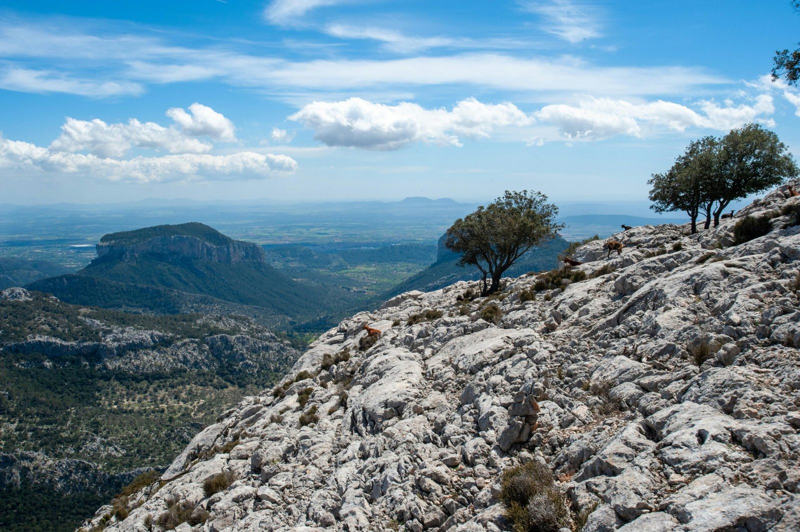 Grüner Baum auf felsigem Berg auf Mallorca unter blauem Himmel bei Tageslicht, fotografiert von Crispin Jones