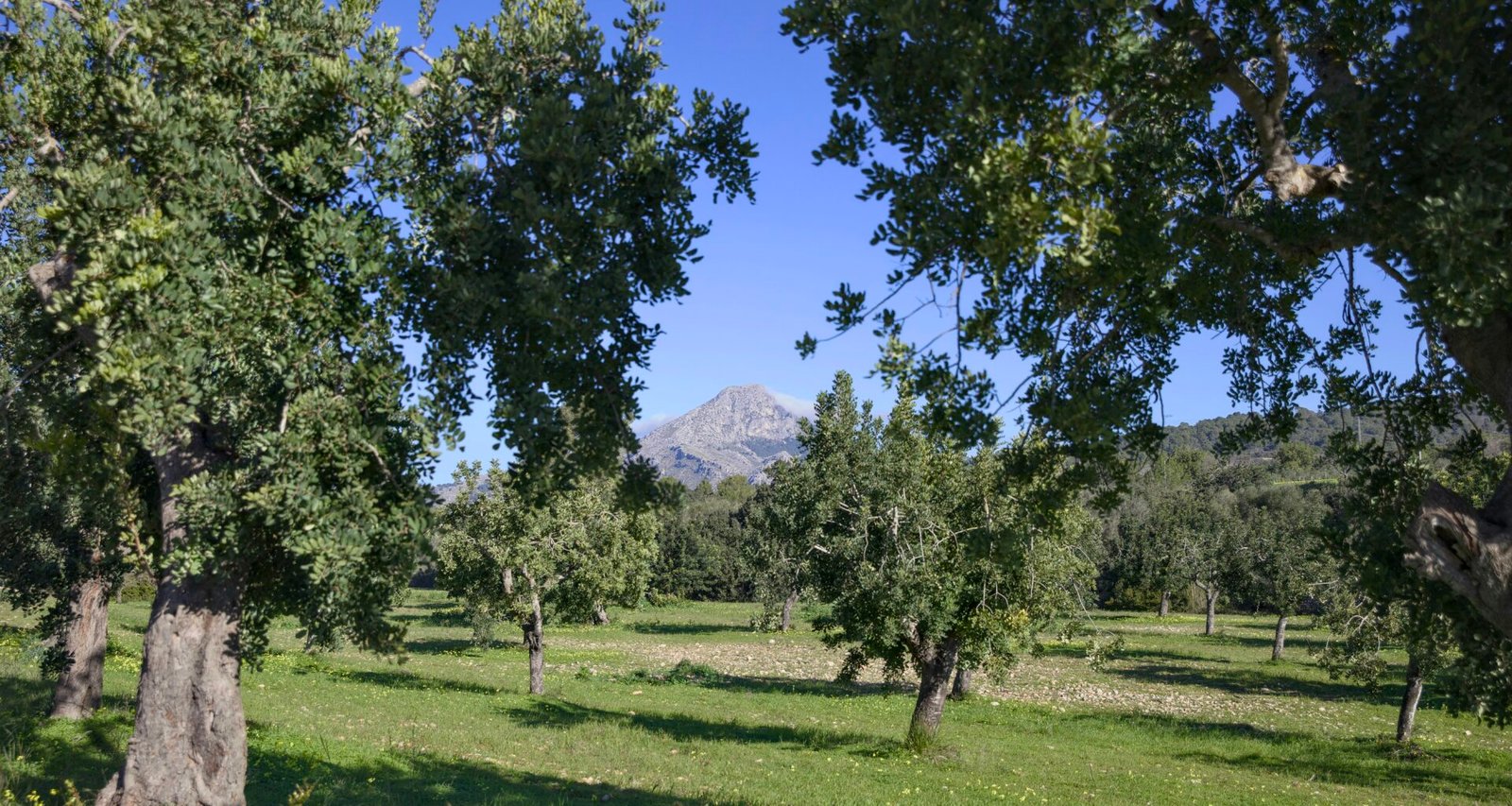 Grüner Obstgarten auf Mallorca mit Bergen im Hintergrund und blauem Himmel, aufgenommen von Víctor Manuel Lázaro Cortés.