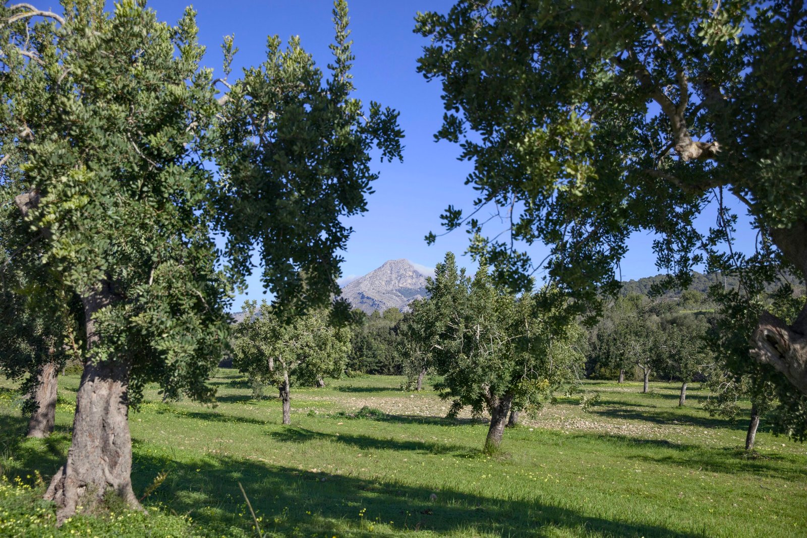 Grüner Obstgarten auf Mallorca mit Bergen im Hintergrund und blauem Himmel, aufgenommen von Víctor Manuel Lázaro Cortés.