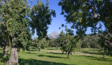 Grüner Obstgarten auf Mallorca mit Berg im Hintergrund und blauem Himmel, aufgenommen von Víctor Manuel Lázaro Cortés.