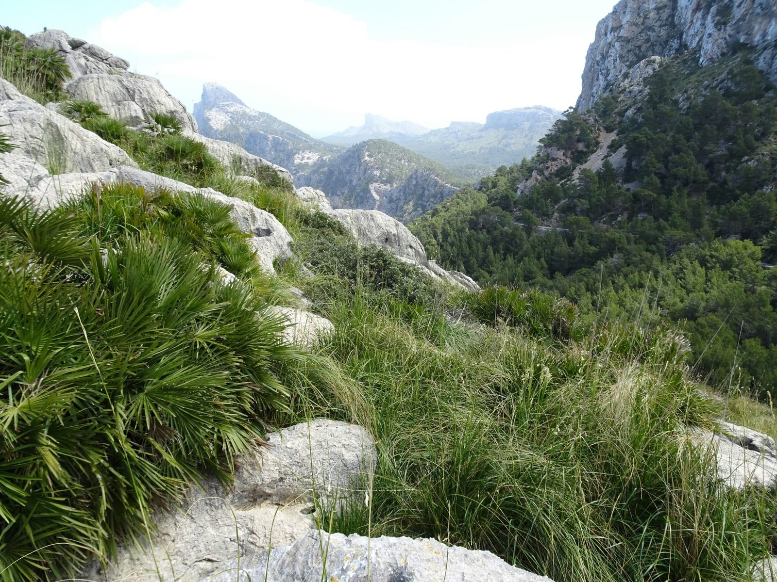 Grünes Gras in den Bergen auf Mallorca bei Tageslicht, fotografiert von Reinhard Schulze