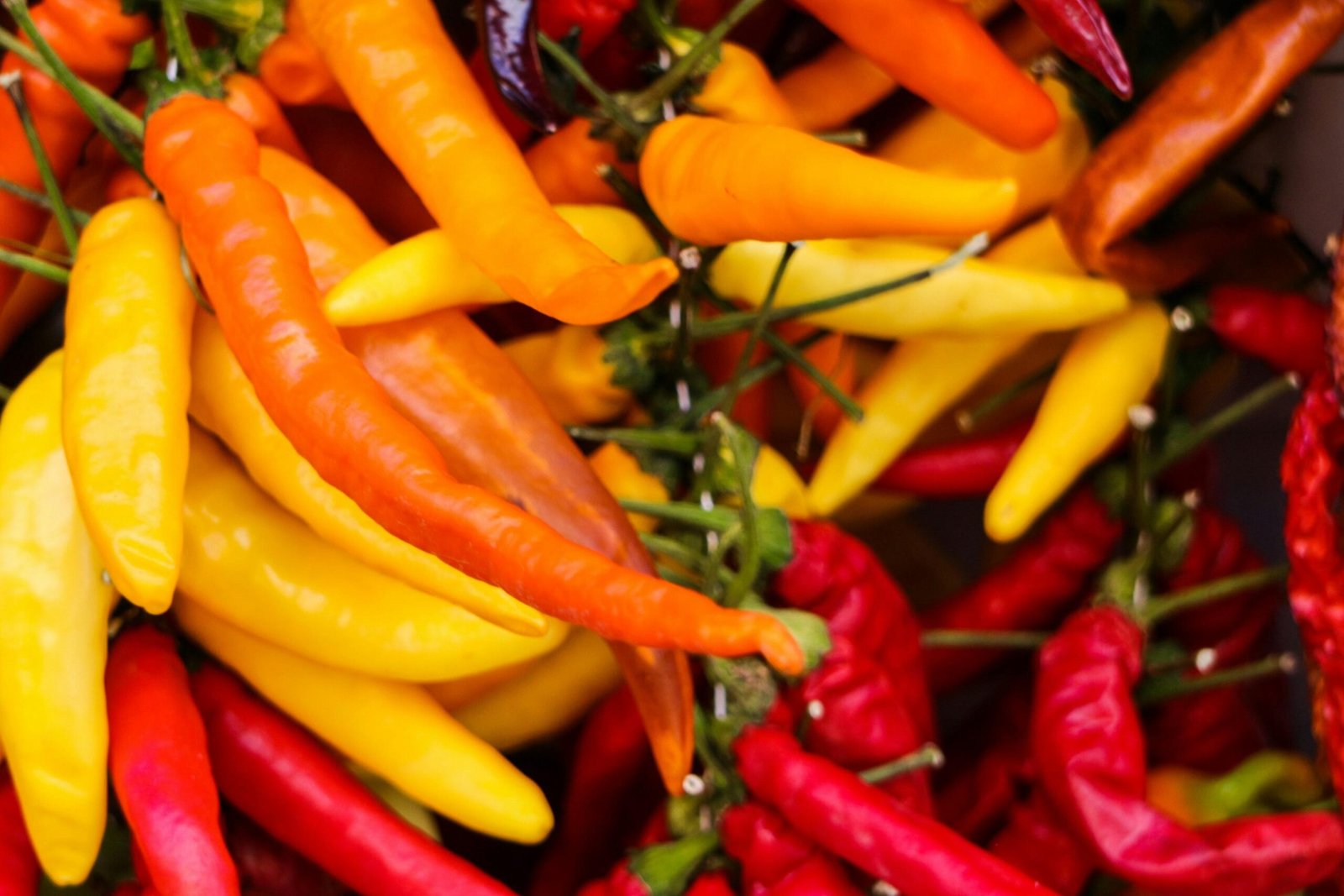 Haufen von roten Chilis auf Mallorca, fotografiert von Barbara Kosulin