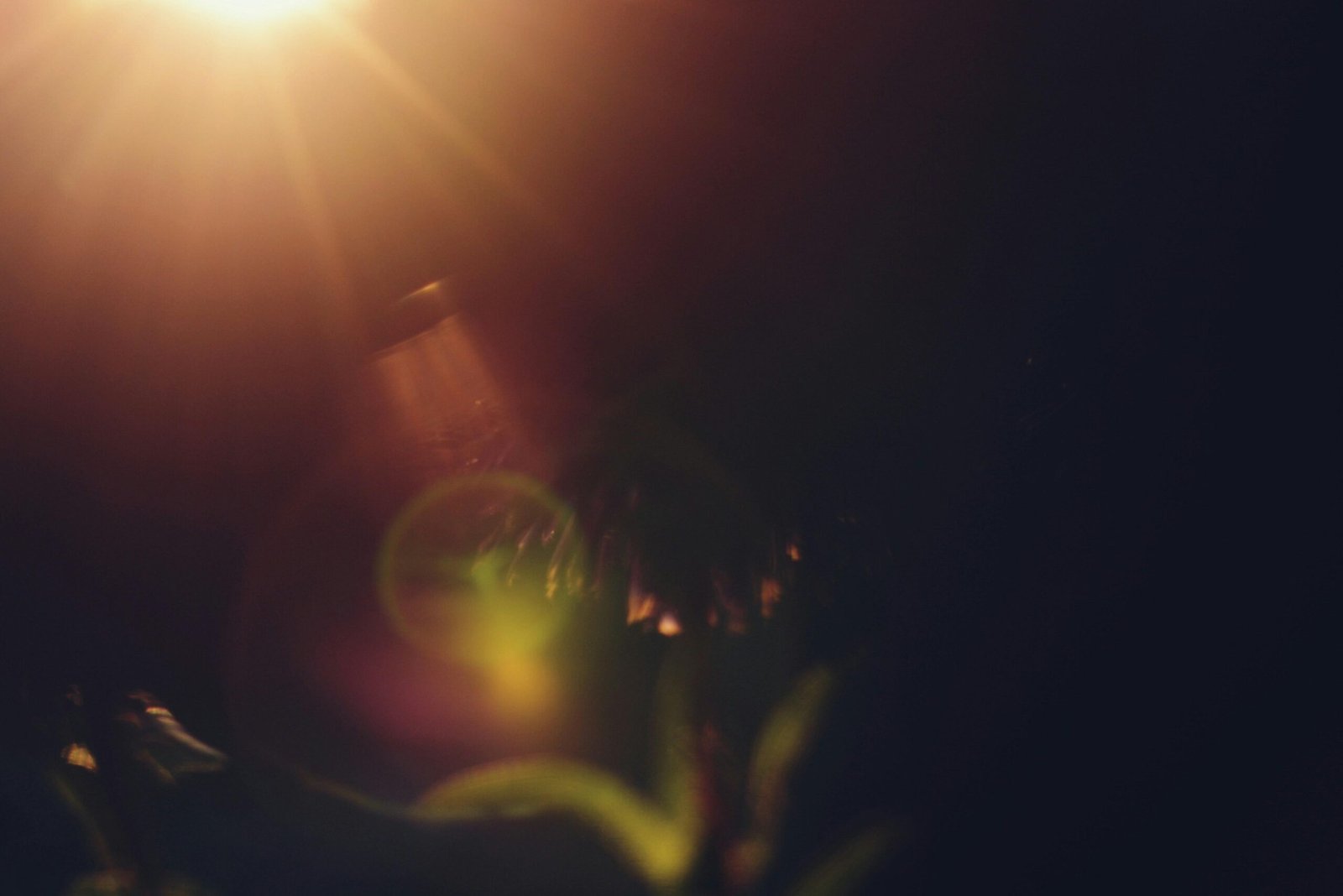 Sonnenlichtstrahlen fallen durch dunkles, unscharfes Laub auf Mallorca, aufgenommen von Liana S.